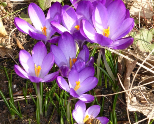 Krokus (Crocus 'Ruby Giant')