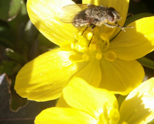 Winterling (Eranthis hyemalis)