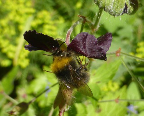 Brauner Storchschnabel (Geranium phaeum)