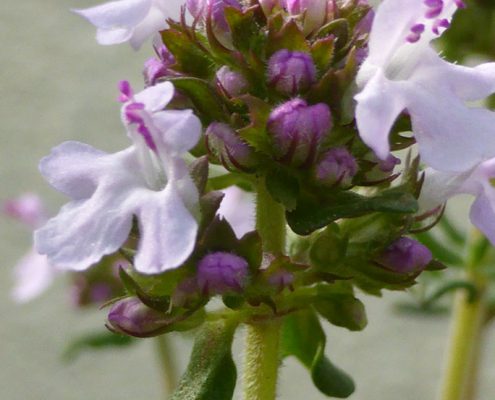 Thymian (Thymus vulgaris)