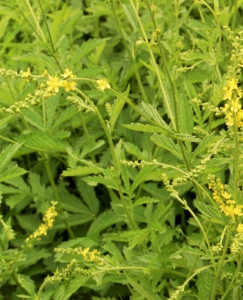 Hortulus: Odermennig (Agrimonia eupatoria)