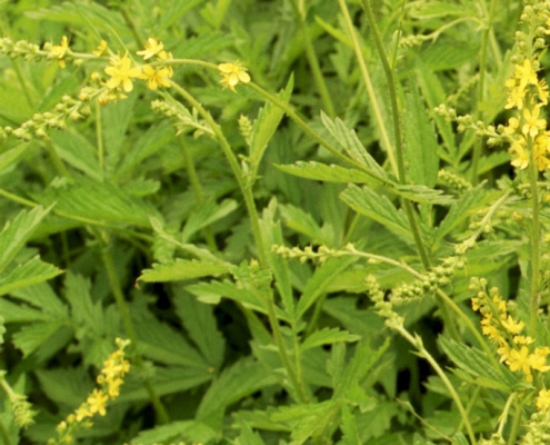 Hortulus: Odermennig (Agrimonia eupatoria)