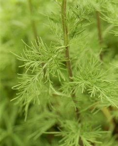 Hortulus: Eberraute (Artemisia abrotanum)