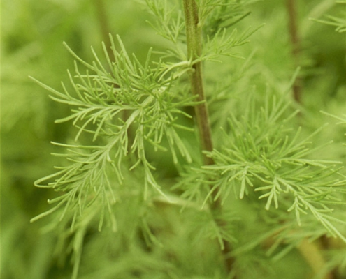 Hortulus: Eberraute (Artemisia abrotanum)
