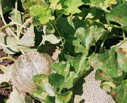 Hortulus: Melone (Cucumis melo)