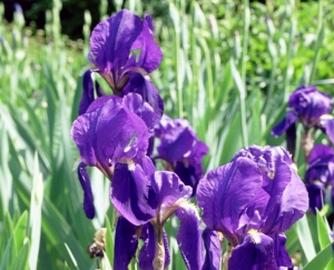 Hortulus: Schwertlilie (Iris germanica)