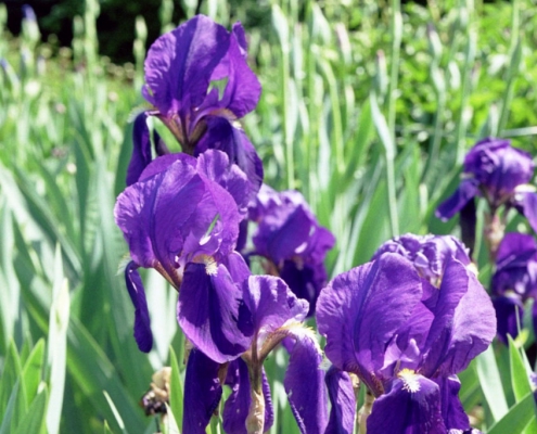 Hortulus: Schwertlilie (Iris germanica)