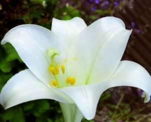 Hortulus: Madonnenlilie (Lilium longiflorum)