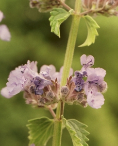 Hortulus: Katzenminze (Nepeta spec.)