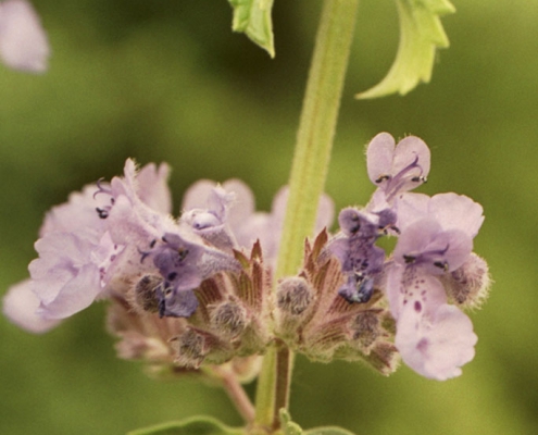 Hortulus: Katzenminze (Nepeta spec.)