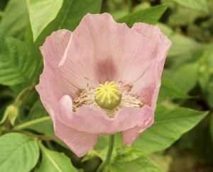 Hortulus: Schlafmohn (Papaver somniferum)