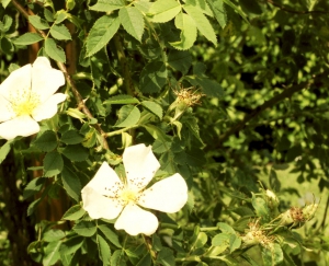 Hortulus: Rose (Rosa canina)