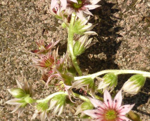 Blüte einer Hauswurz