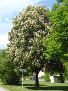 Bäume Sträucher Rosskastanie