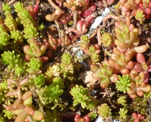 Fetthenne-Arten (Sedum spec.)