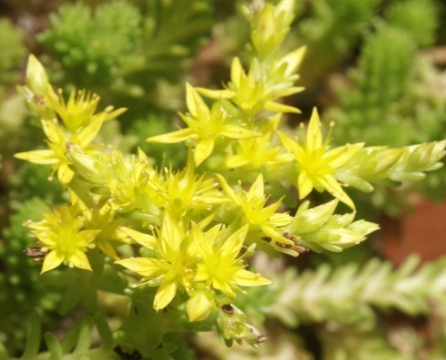 Milder Mauerpfeffer (Sedum sexangulare) in Blüte