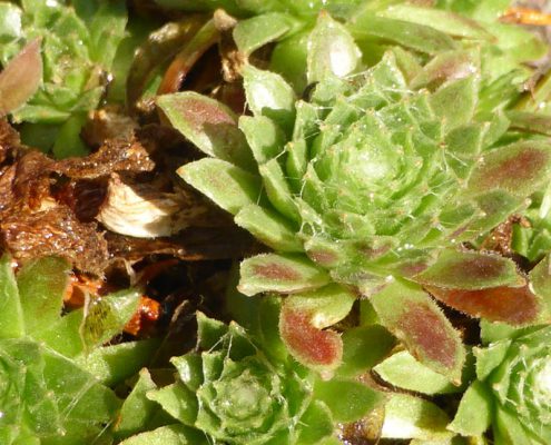 Hauswurz (Sempervivum spec.)