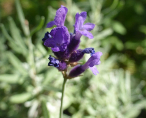 Lavandula angustifolia "Hidcote Blue"