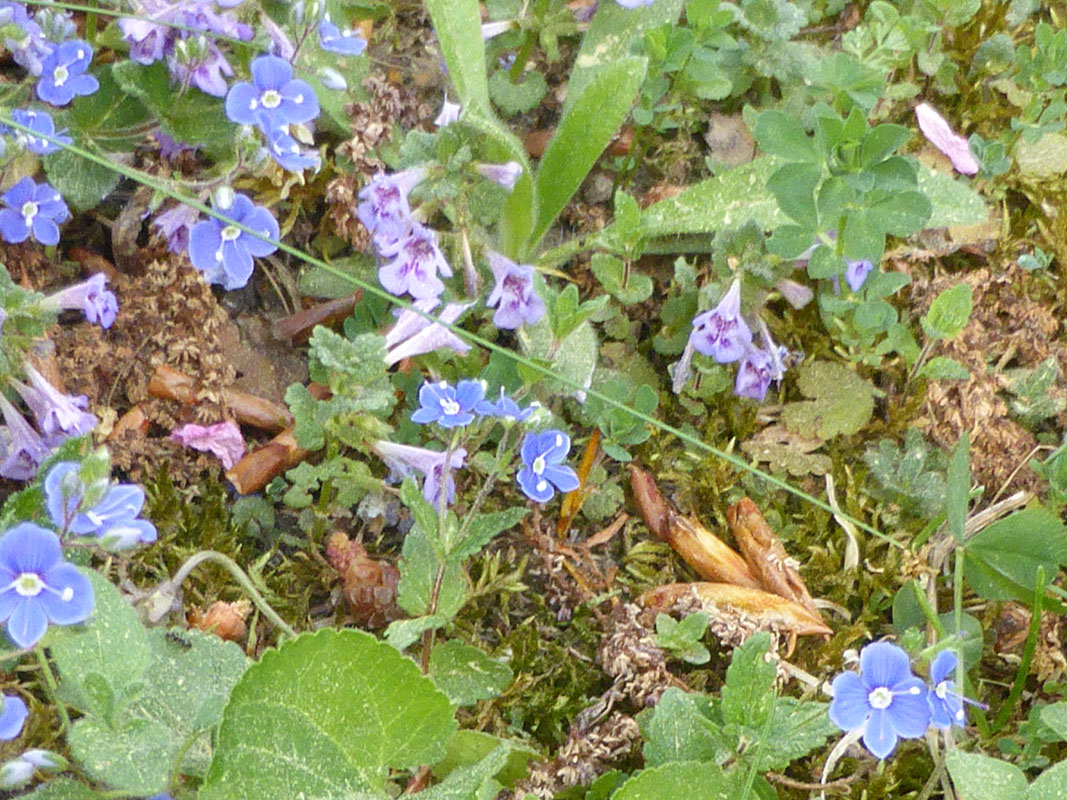 Blumenwiese mit Veronica und Glechoma