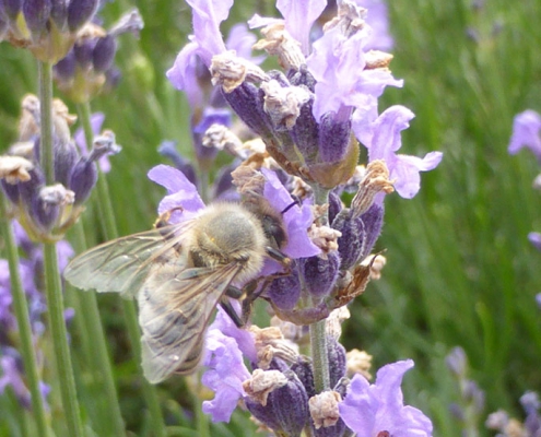 Lavandula angustifolia "Dwarf Blue"