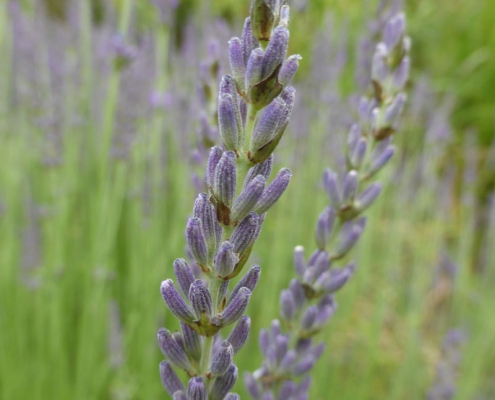 Lavandula intermedia "Arabian Nights"