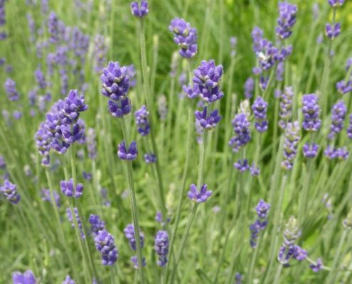 Lavandula spec.