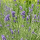 Lavandula spec.