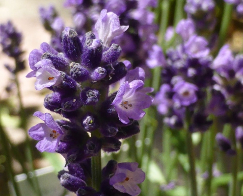 Lavandula angustifolia "Hidcote Blue"