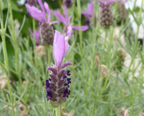 Lavandula stoechas