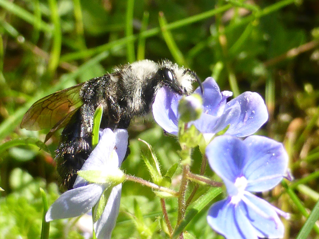 Veronica mit Wildbiene