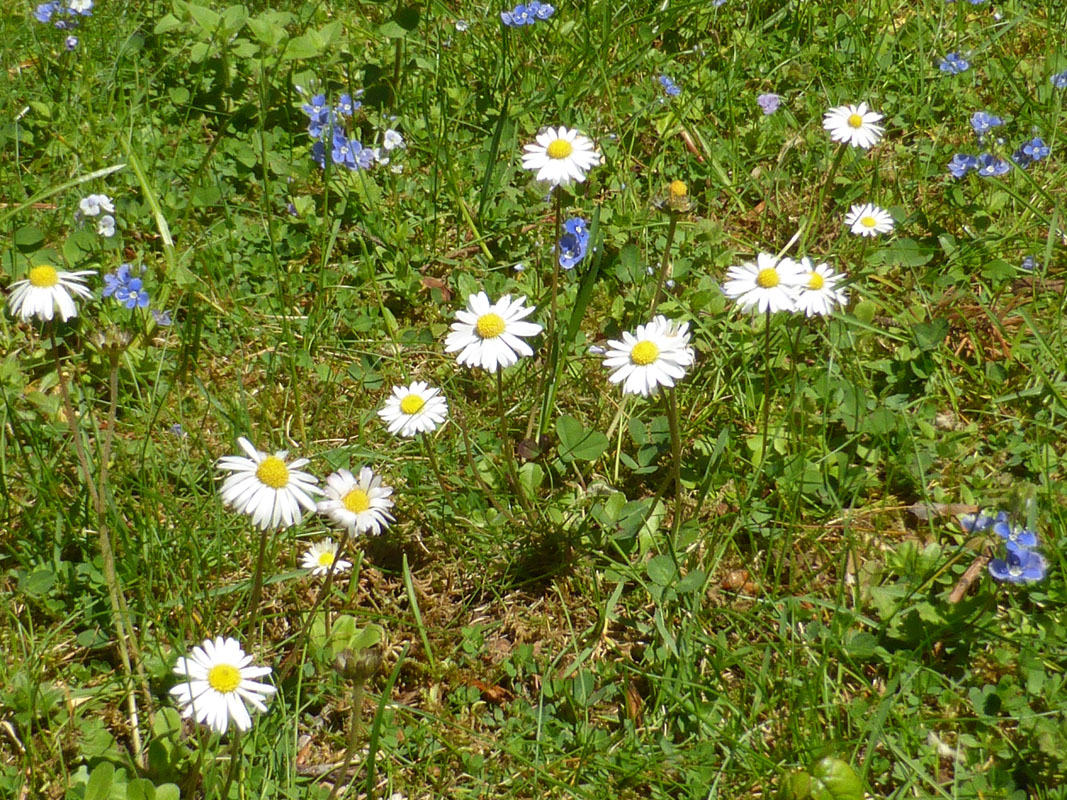 Blumenwiese mit Gänseblümchen (Bellis perennis)
