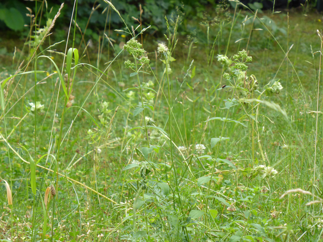 Blumenwiese im Juli