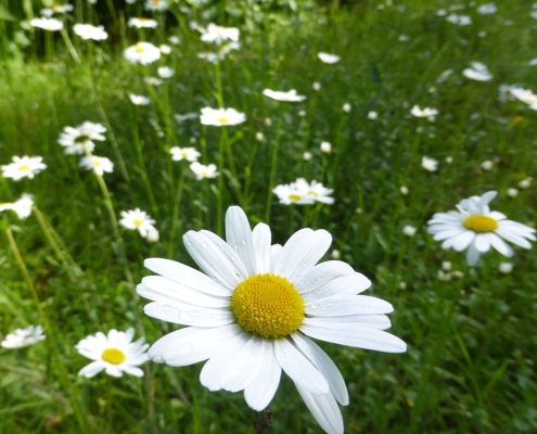 Blumenwiese mit Leucanthemum vulgare