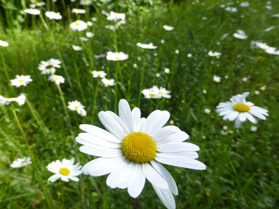 Blumenwiese mit Leucanthemum vulgare