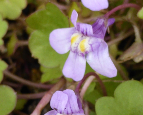 Zimbelkraut- Blüten im Detail