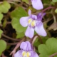 Zimbelkraut- Blüten im Detail