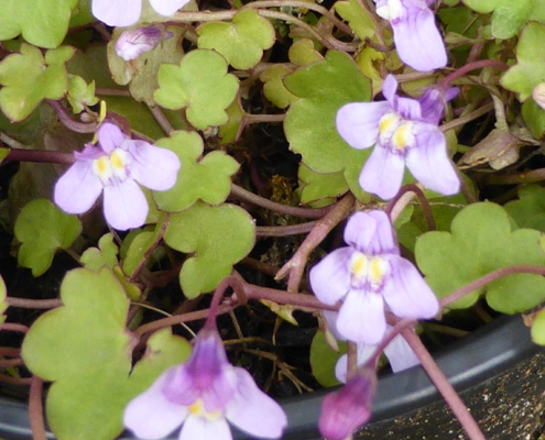 Zimbelkraut (Cymbalaria muralis)