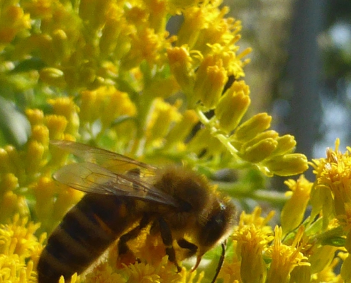 Bienenbesuch bei der Goldrute