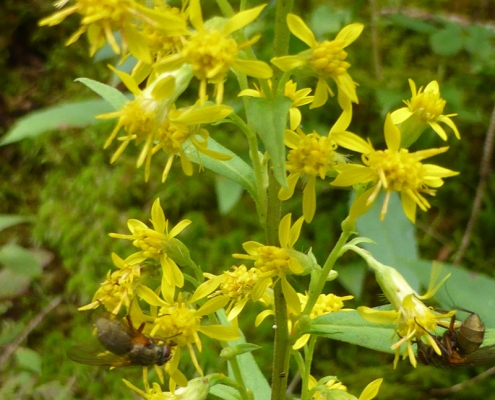 Gewöhnliche Goldrute (Solidago virgaurea)