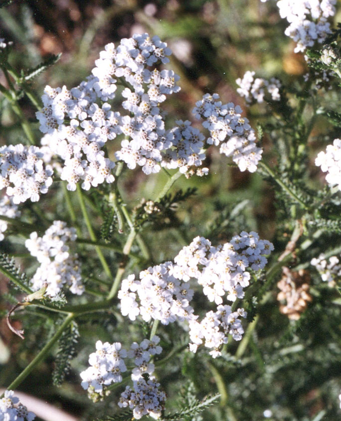 Schafgarbe (Achillea millefolium)