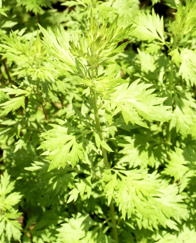 Beifuß (Artemisia vulgaris)