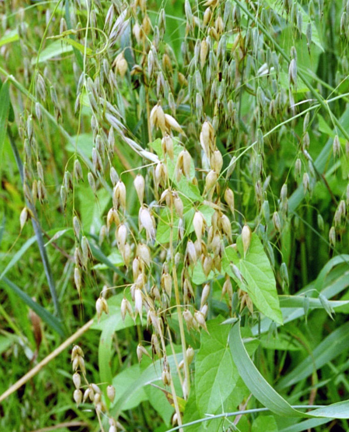 Hafer (Avena sativa)