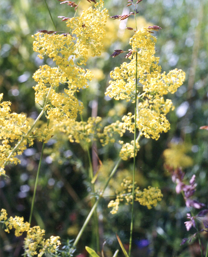 Echtes Labkraut (Galium verum)