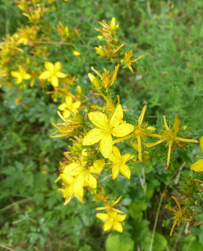 Johanniskraut (Hypericum spec.)