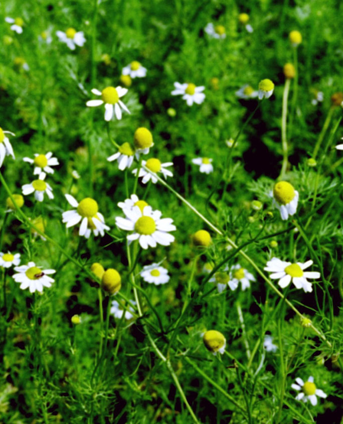 Echte Kamille (Matricaria chamomilla)