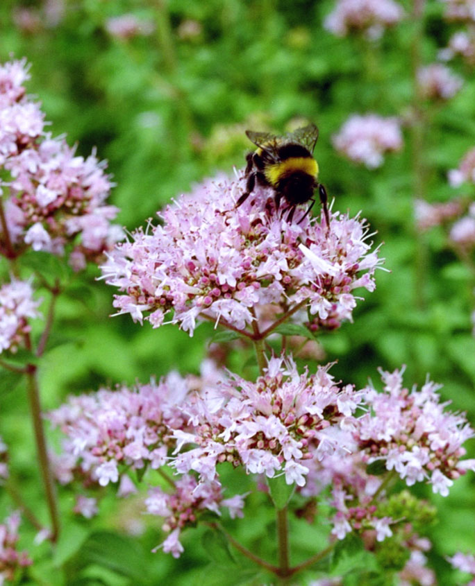 Dost (Origanum vulgare)