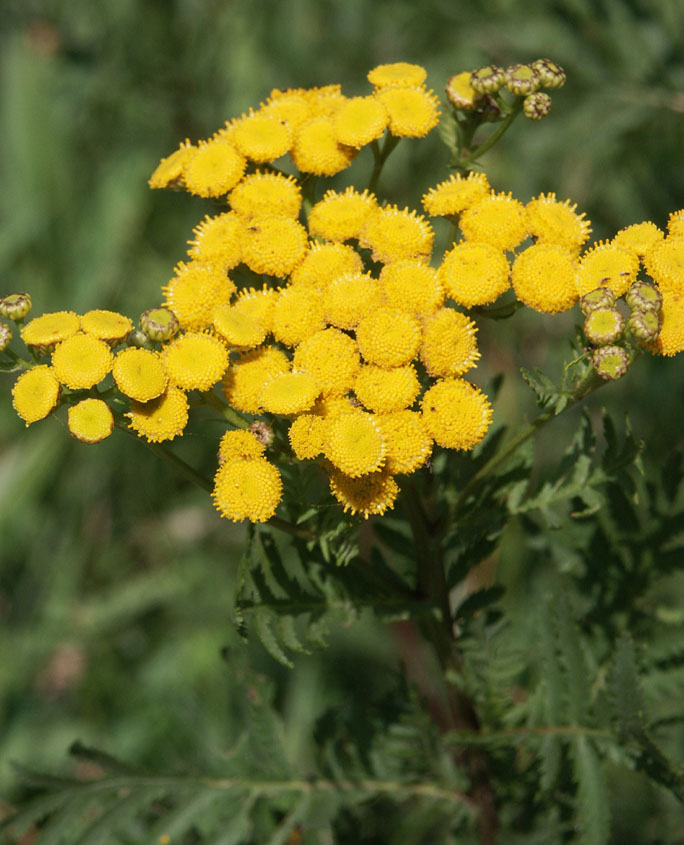 Rainfarn (Tanacetum vulgare)