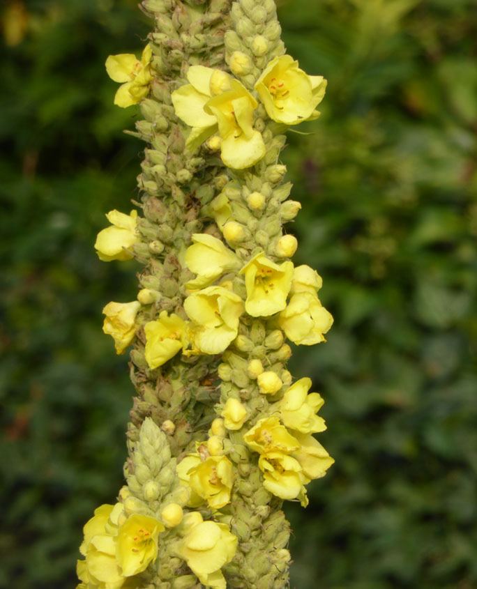 Königskerze (Verbascum spec.)