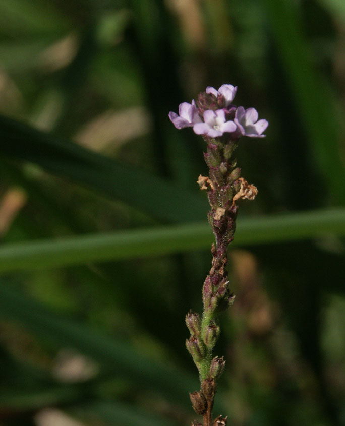 Eisenkraut (Verbena officinalis)