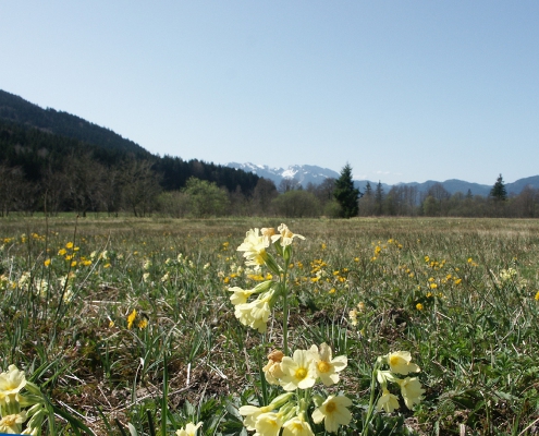 Moor im Frühling